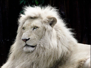 White Lion Wallpaper 2012