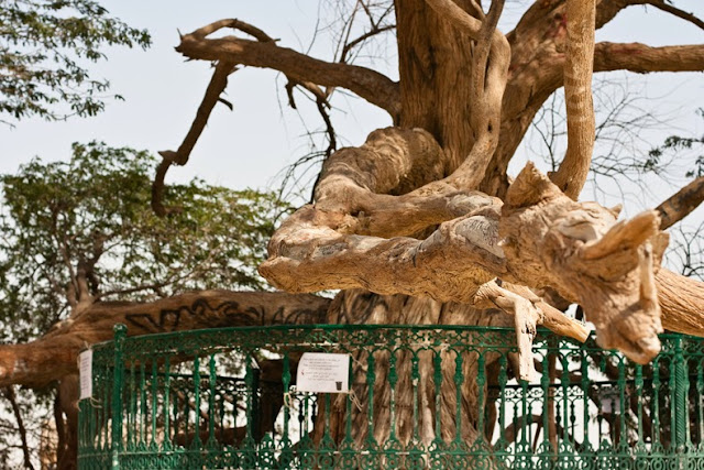 El Árbol de la Vida: Una milagrosa supervivencia en el desierto