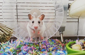 Funny animals of the week - 31 January 2014 (40 pics), mouse inside a cage