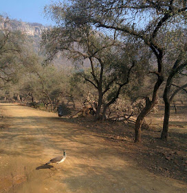 peacock-pics-at-rajsthan-bhagalpur-gujarat