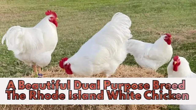 Dual Purpose Breeds - The Rhode Island White Chickens