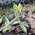 Yellow Trout Lily