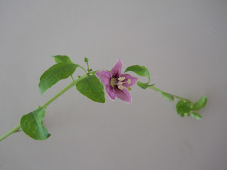 flor de baya de goji