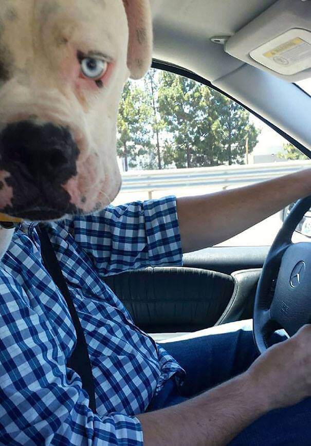 19 Hilarious Photobombing Dogs That Made Our Day