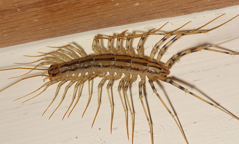 Real Monstrosities: House Centipede