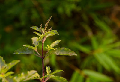 तुलसी का पौधा ( Benefits of Tulsi in Hindi)