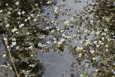 Stijve Waterranonkel - Stive Wetterbûterblom - Ranunculus circinatus