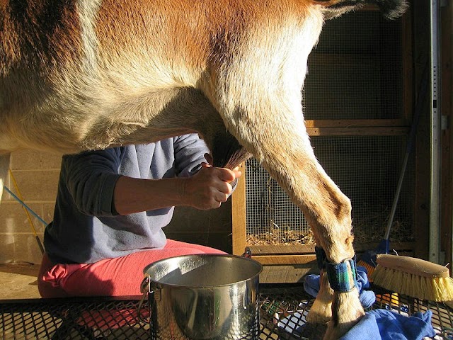 Khasiat Dan Kebaikan Susu Kambing 