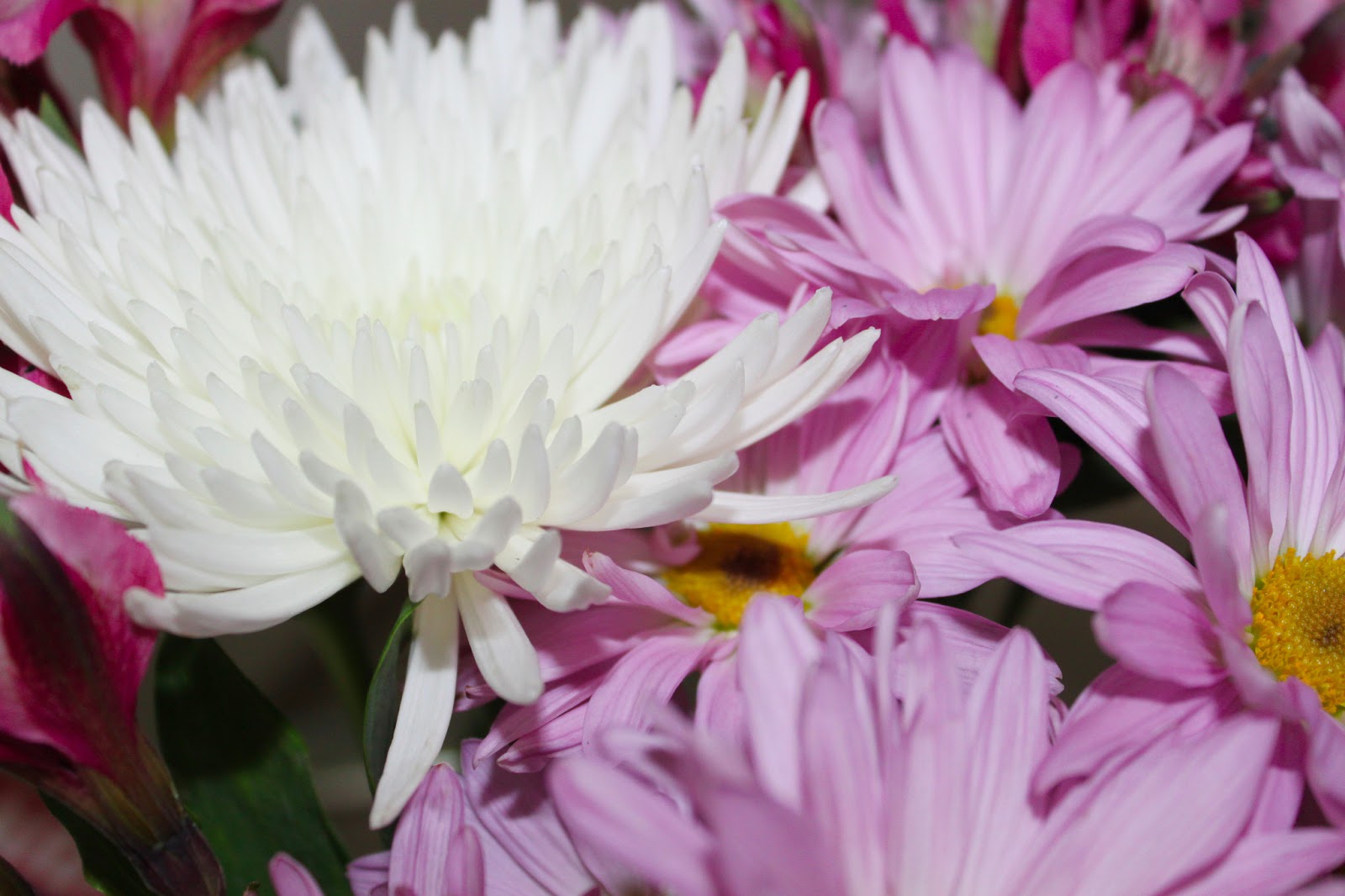 pretty pink daisies and flowers