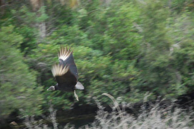 Big Cypress National Preserve