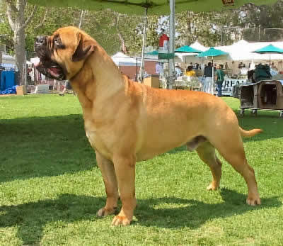 Bullmastiff Working Dog Picture