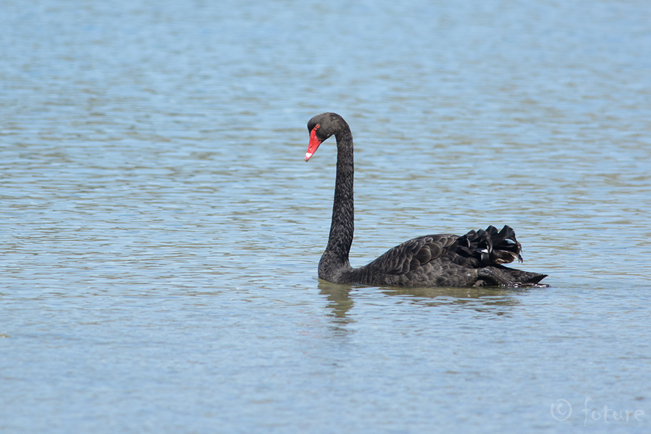 Mustluik, Cygnus atratus, Black Swan, luik, Chenopis