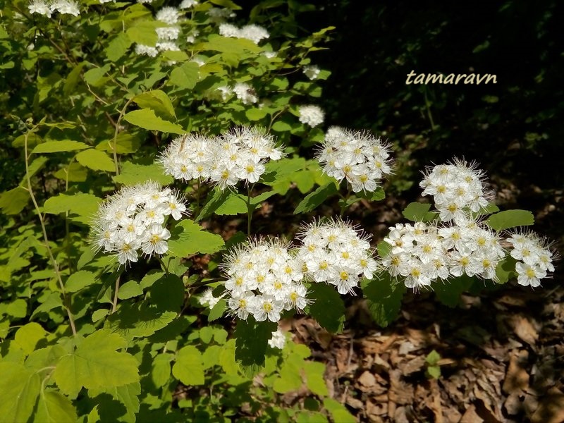 Смотрите также тему:  Спирея уссурийская / Таволга уссурийская (Spiraea ussuriensis)