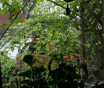 rosebush