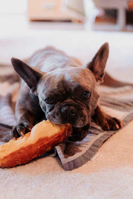 How to choose the right food for your dog