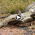 Giant anaconda attack crocodile