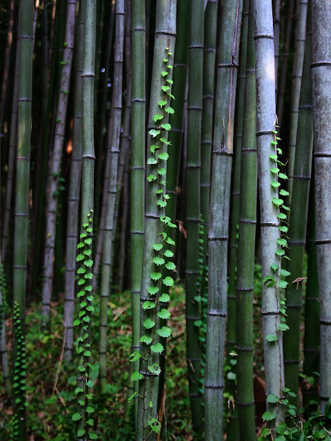 Jenis jenis Bambu untuk Bangunan dan Furniture Beserta 