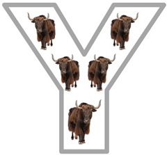 Yy yak