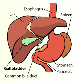 gall bladder