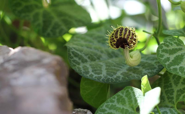 Aristolochia Fimbriata Flowers Pictures