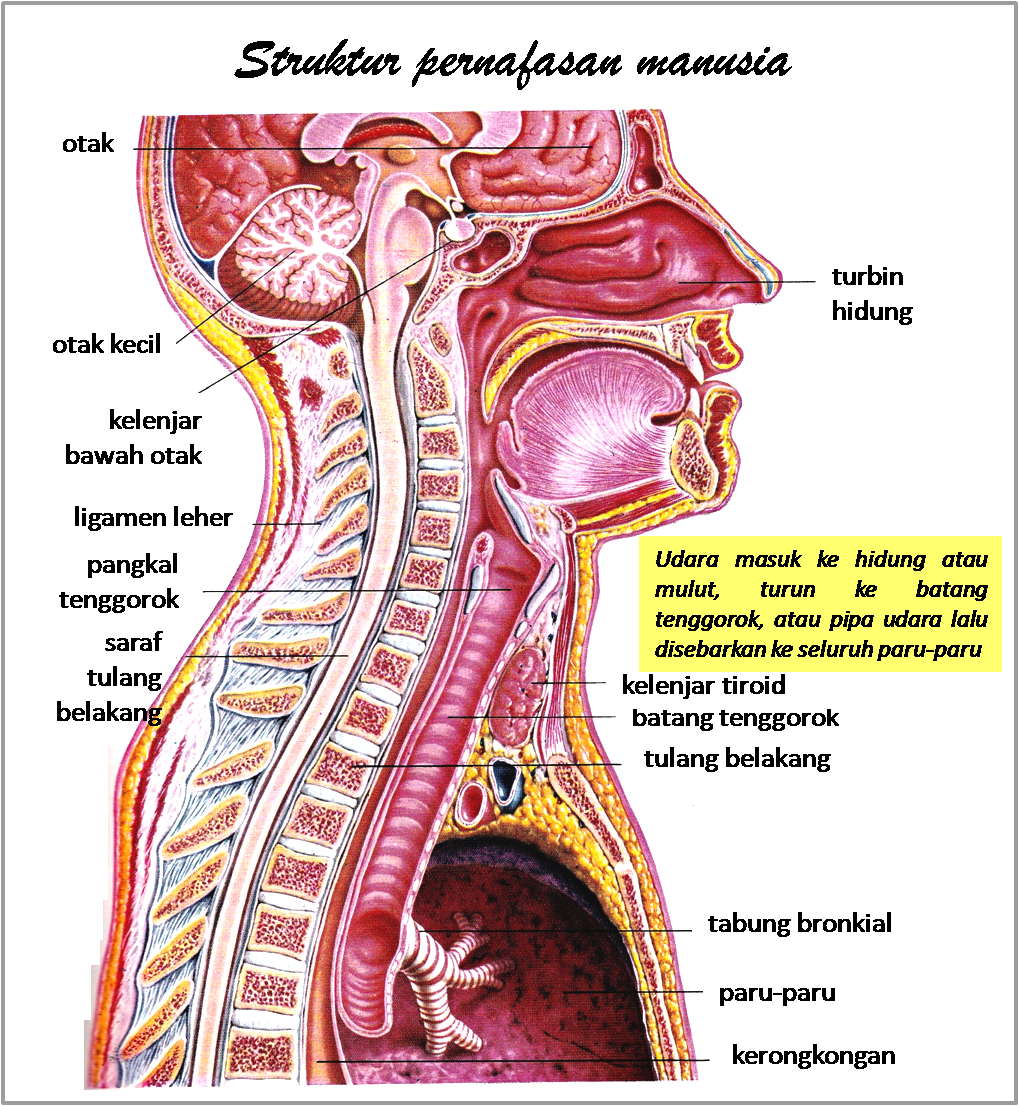 Download Kumpulan Gambar Sketsa Sistem Pernapasan Manusia Repptu