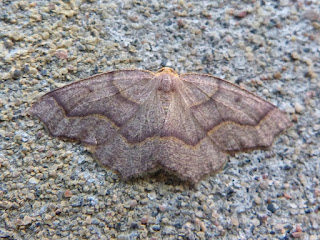 Lambdina fiscellaria - Arpenteuse de la pruche