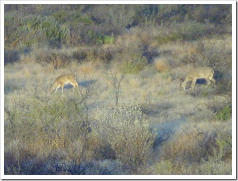 deer