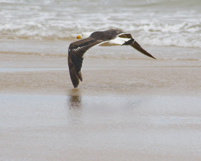 Gaviota volando a ras de suelo (foto de imageo.blogspot.com)