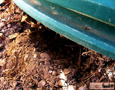 Compostiera + Vaso piante grasse 4