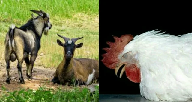 Alt: = "picture showing two goats and one sick chicken"