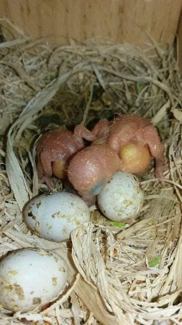 Cara Mengatasi Telur Lovebird yang Gagal Menetas Karena Kekurangan Kalsium