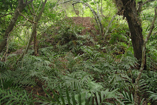 Ferny dry rain forest