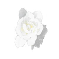 Digitially altered white gardenia photo