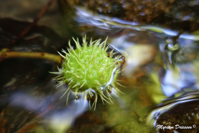 marron dans le ruisseau du Sant