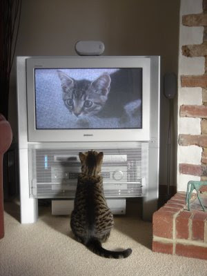 Fatty watching himself on TV by cloudzilla from flickr (CC-BY)