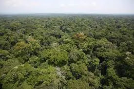 غابات حوض الكونغو