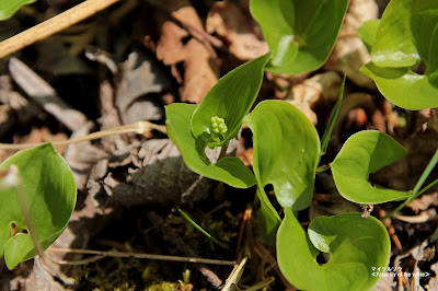 マイヅルソウ ≪False lily-of-the-valley≫