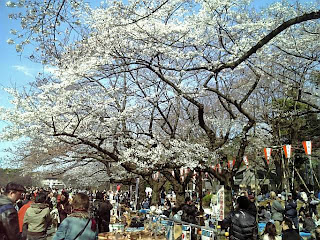 Hanami in ueno park