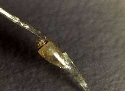 photo of lice egg on hair shaft