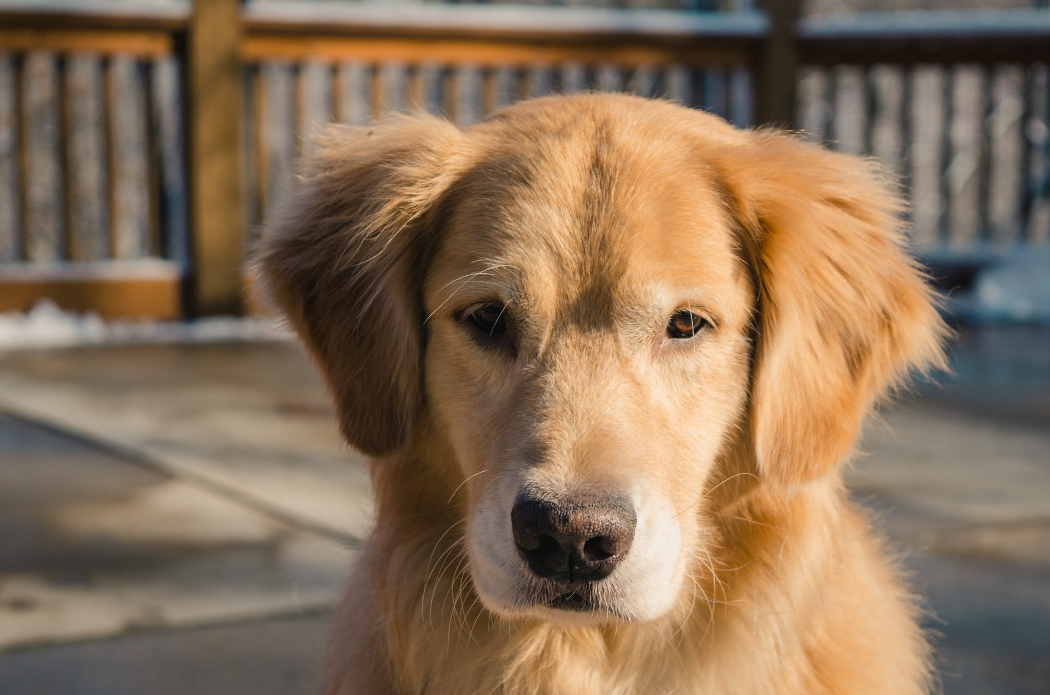Why You Should Adopt Golden Retriever Other Breeds?