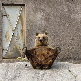 Funny bear doing yoga, bear in yoga pose, funny bear pictures, bear photos
