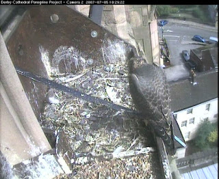 Juvenile at 10:30am local time today