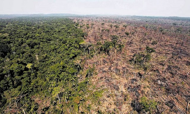 La deforestazione in Amazzonia stabilisce un nuovo record e cresce del 29,5% in 12 mesi