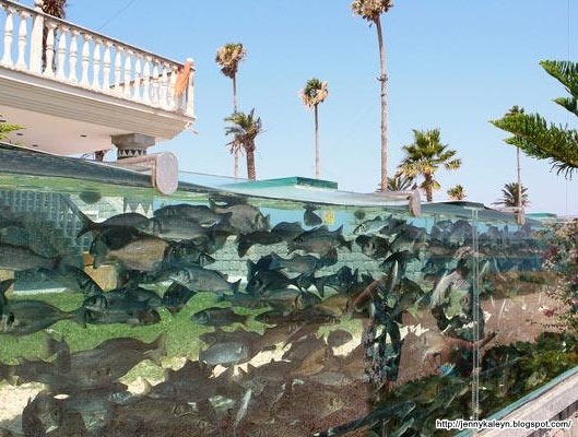  Aquarium  jadi pagar  rumah  lelaki Turki kaya Jenny Ezra
