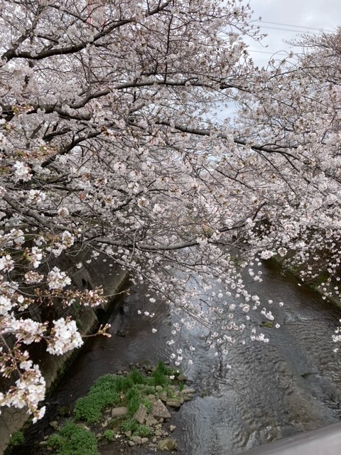 Sakura2024April