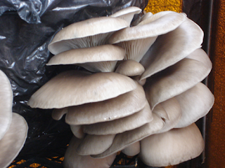 Nutritional value of oyster mushroom Pdf
