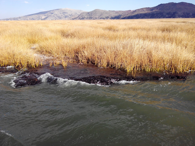 Raíces de totora en Lago Titicaca, Perú