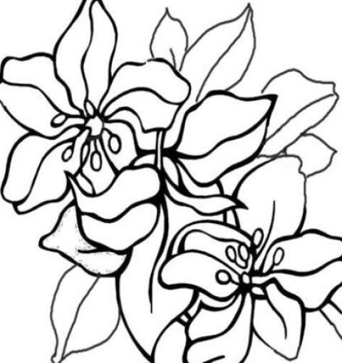 Colouring Pic Of Flowers