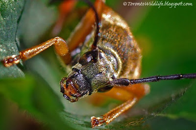 Scary beetle shot, Toronto photographer Robert Rafton