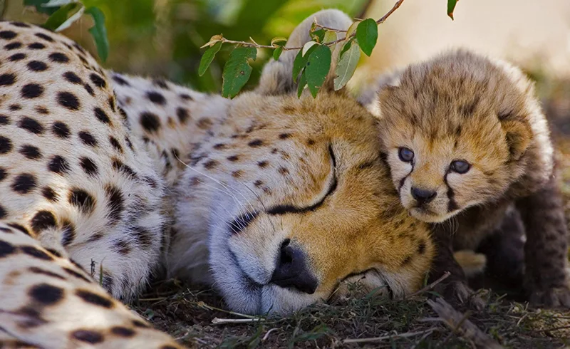 Amazing animal moms